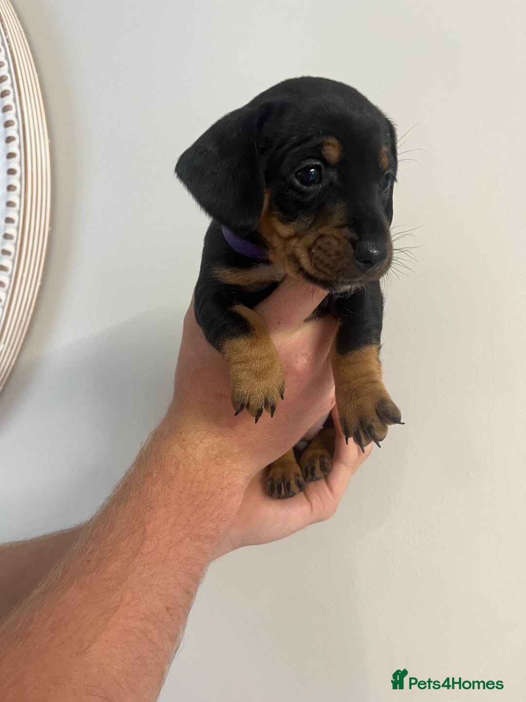 Mixed Breed dogs for sale: 8 beautiful dashaund X Jack Russel puppies  - Image 33
