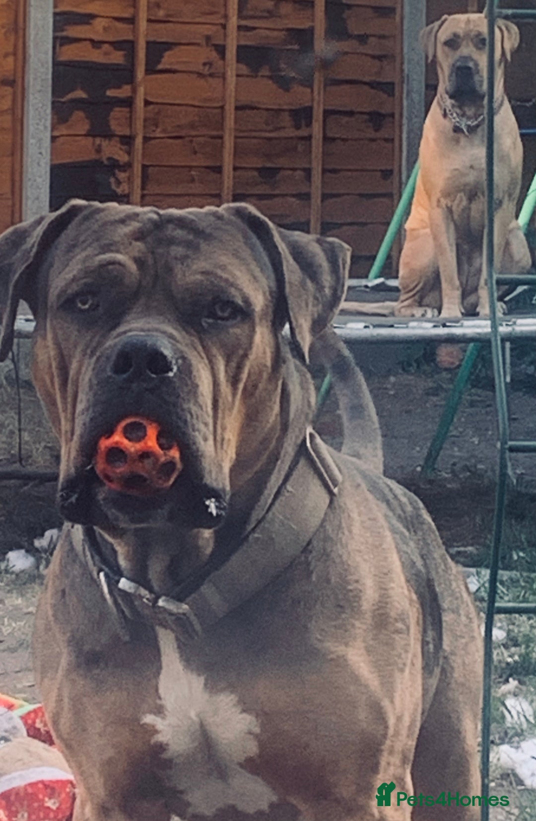 American Bulldog dogs for sale: Jhonson American Bulldog Merle Male (Kayos)  - Image 11
