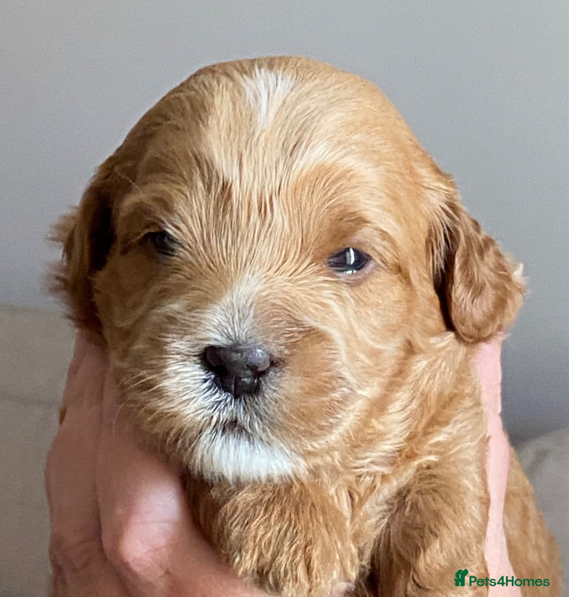 Mixed Breed dogs Shorkie poo puppies  - Advert 7