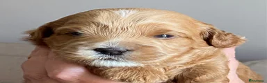 Mixed Breed Puppy 3