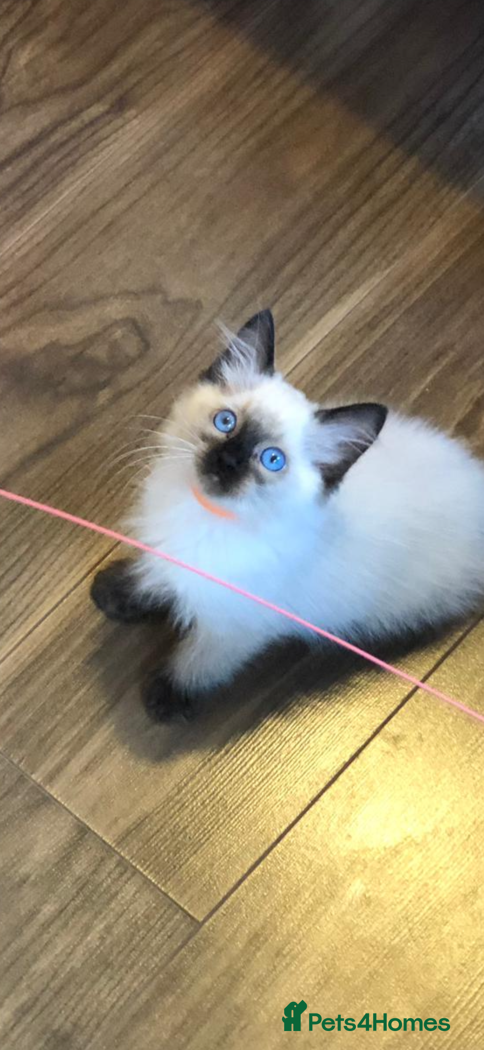 Ragdoll cats 🩷 WAITING LIST NOW OPEN 💜 - Advert 1
