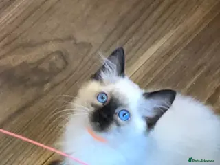 Ragdoll cats 🩷 WAITING LIST NOW OPEN 💜 - Advert 1