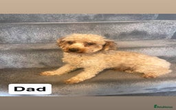 Toy Poodle dogs for sale: Toy poodle girls - Image 11