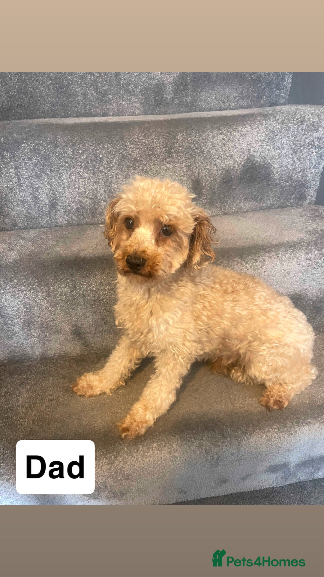 Toy Poodle dogs for sale: Toy poodle girls - Image 11