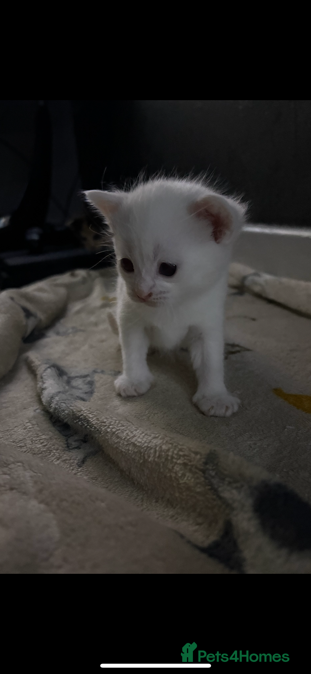 Mixed Breed cats for sale: Litter of 3 kittens for sale  - Advert 6