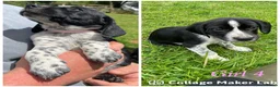 Cockerdor dogs for sale: ****GORGEOUS COCKERDOR PUPPIES**** in Tiverton - Advert 3
