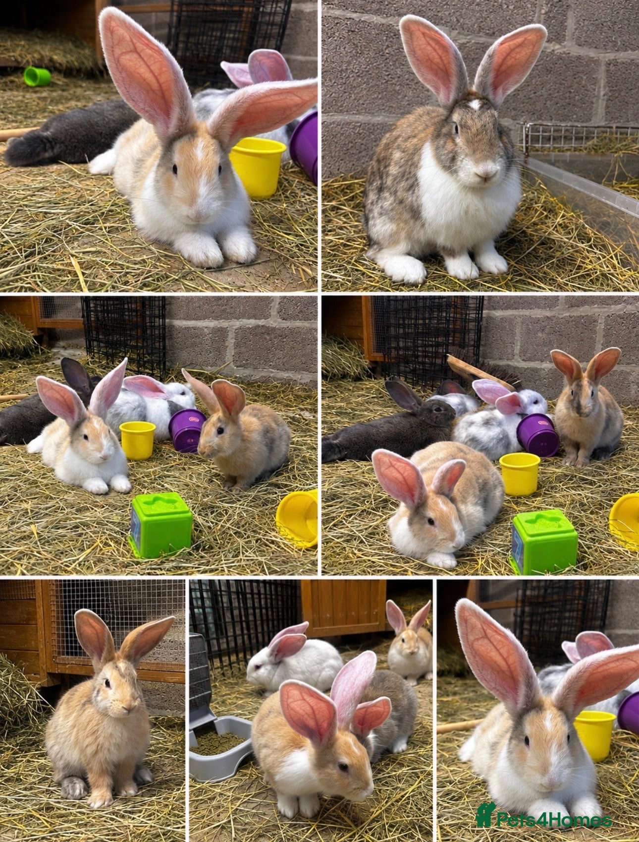 Continental Giant rabbits Continental Giants  - Advert 2