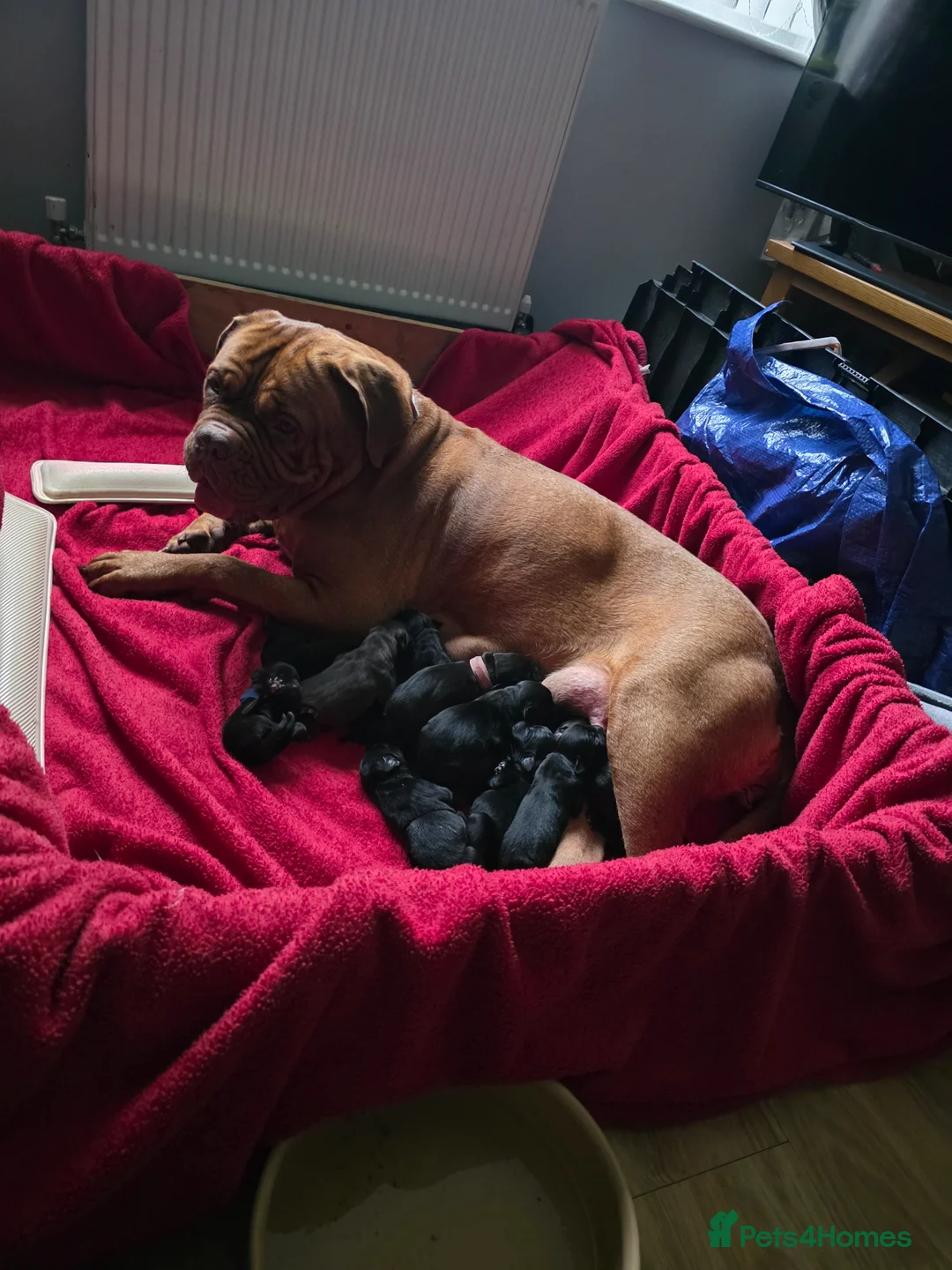 Mixed Breed dogs for sale: Dogue de bordeux x lab - Advert 2