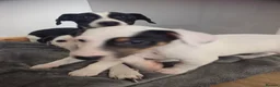 Jack Russell dogs for sale: Beautiful Jack Russell Parson Puppies for Sale 🐶 - Advert 17