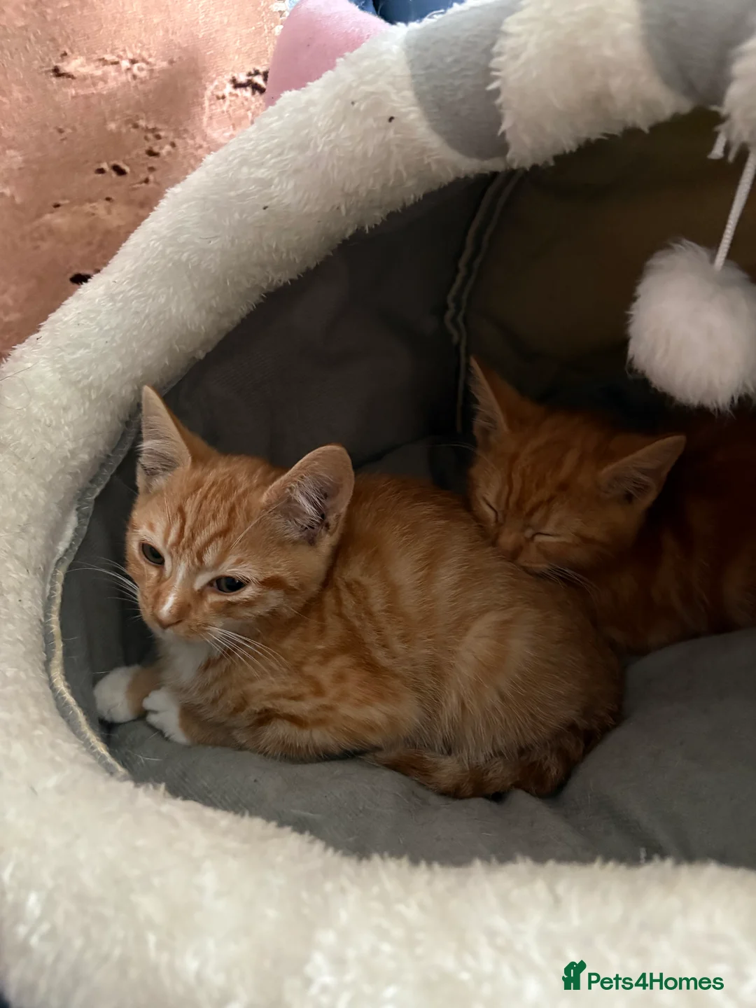 Domestic Shorthair cats for sale: 💙🐈 Two beautiful ginger boys 🐈💙  - Advert 2