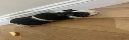 Guinea Pig rodents for sale: Guinea pigs in Taunton - Advert 4