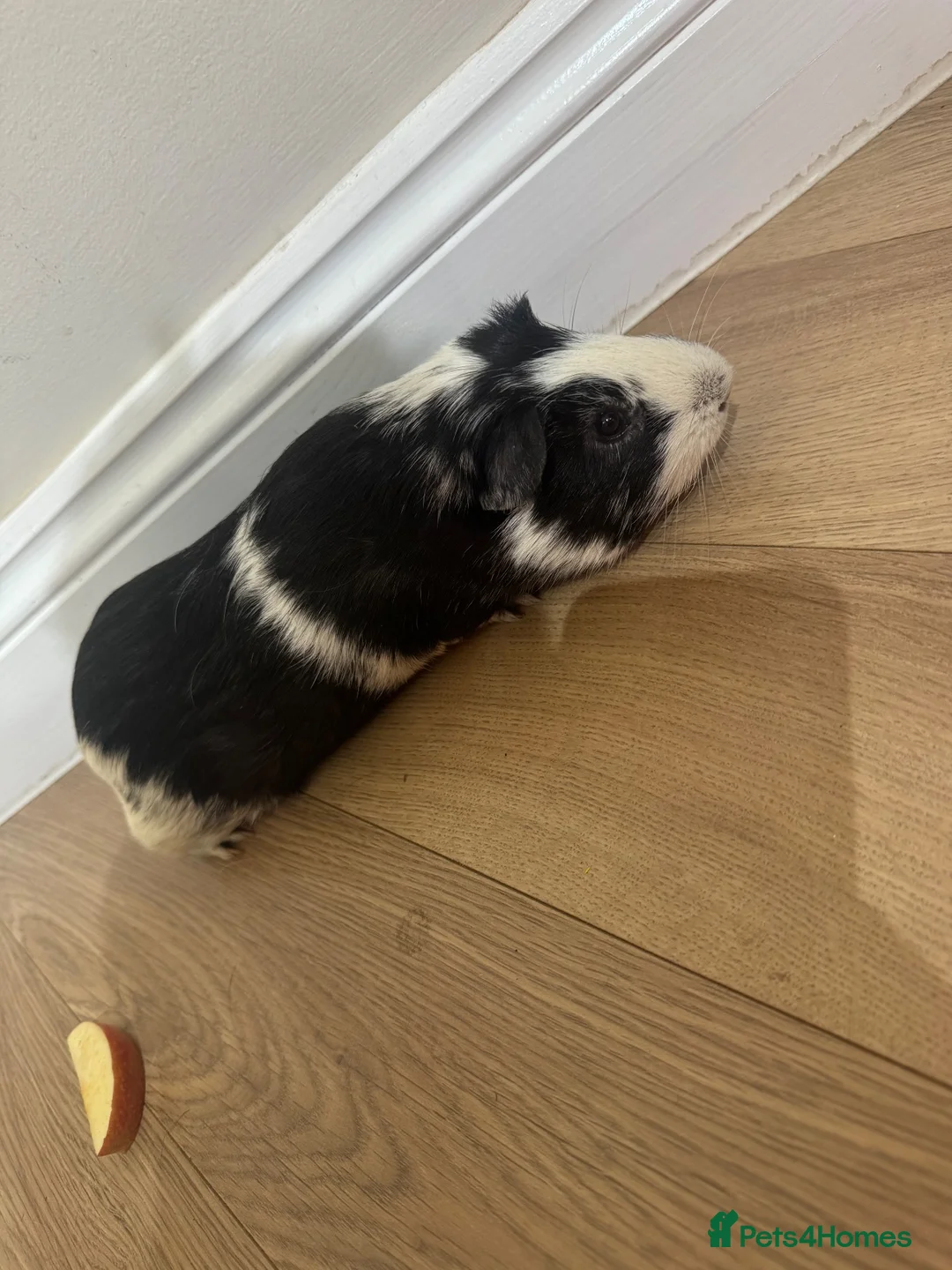 Guinea Pig rodents for sale: Guinea pigs in Taunton - Advert 4