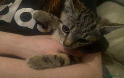 Siamese cats for sale: 3 kittens all mix of Siamese and bengal in Wellingborough - Image 12