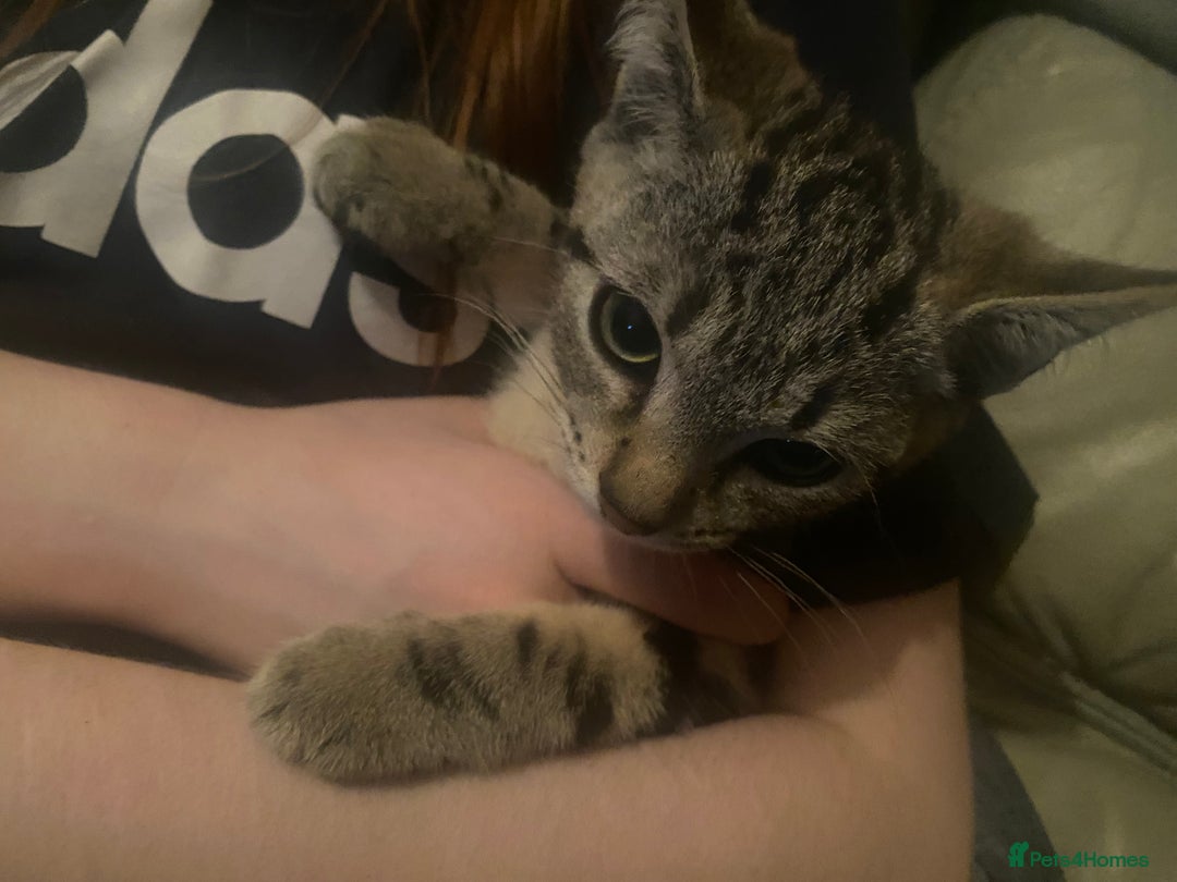 Siamese cats for sale: 3 kittens all mix of Siamese and bengal in Wellingborough - Image 12