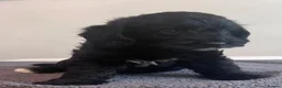 Cockapoo dogs for sale: 🐶 Beautiful F1B Cockapoo Puppies 🐶 - Advert 29
