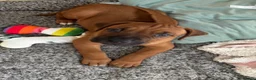 Rhodesian Ridgeback dogs for sale: Stunning Rhodesian Ridgeback Puppies for Sale - Advert 5