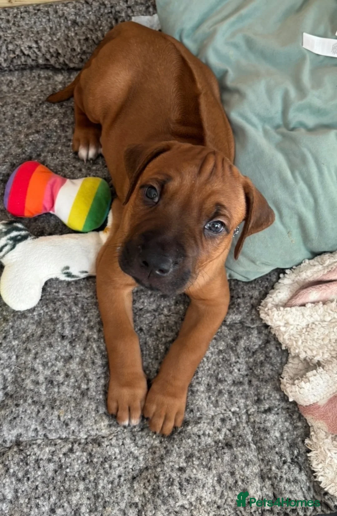 Rhodesian Ridgeback dogs for sale: Stunning Rhodesian Ridgeback Puppies for Sale - Advert 5