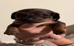 Dachshund dogs for sale: Dachshund puppies for sale  - Image 8