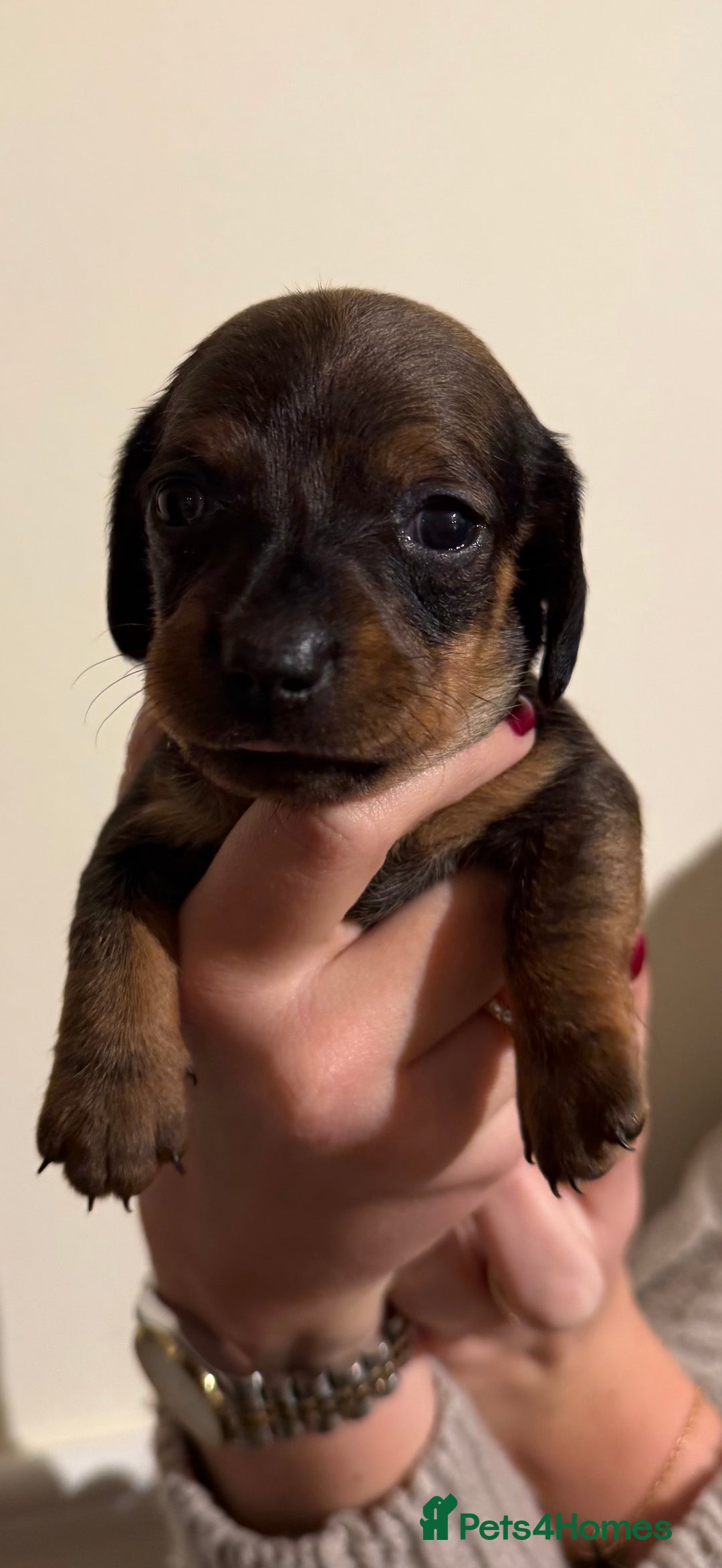 Dachshund dogs for sale: Dachshund puppies for sale  - Image 8