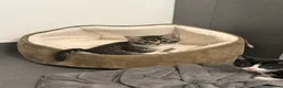 Mixed Breed cats for sale: Gorgeous Kittens Looking for  Homes 🐾 in Feltham - Advert 5