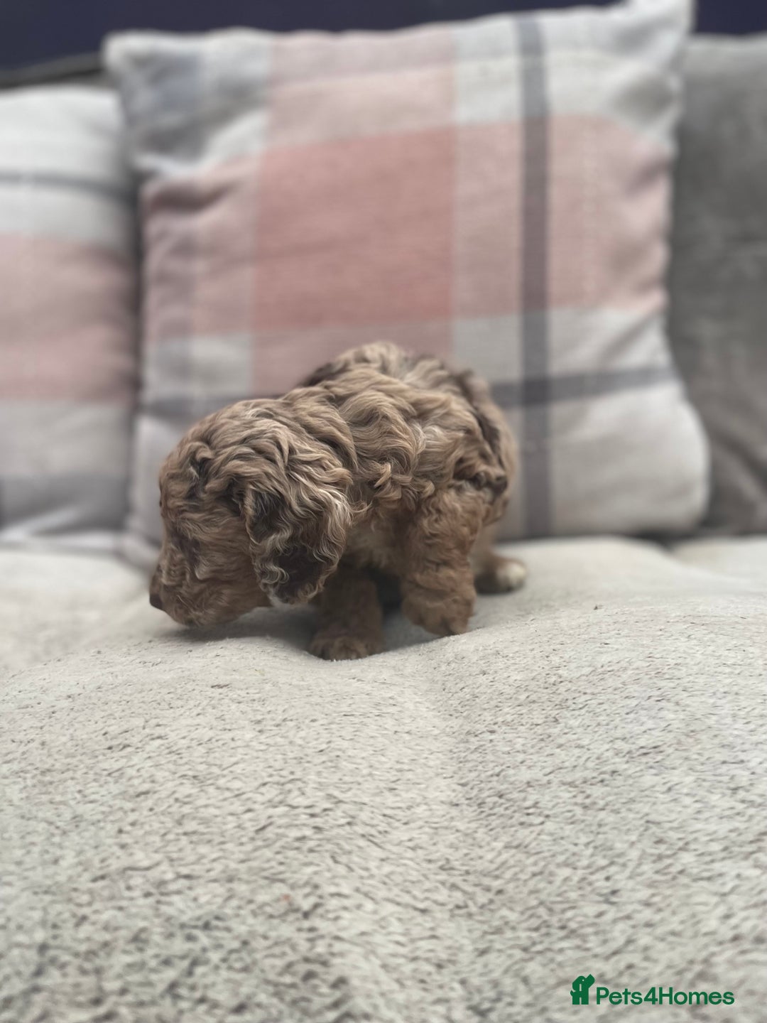 Cockapoo dogs for sale: f1b toy  stunning cockerpoos  - Image 12