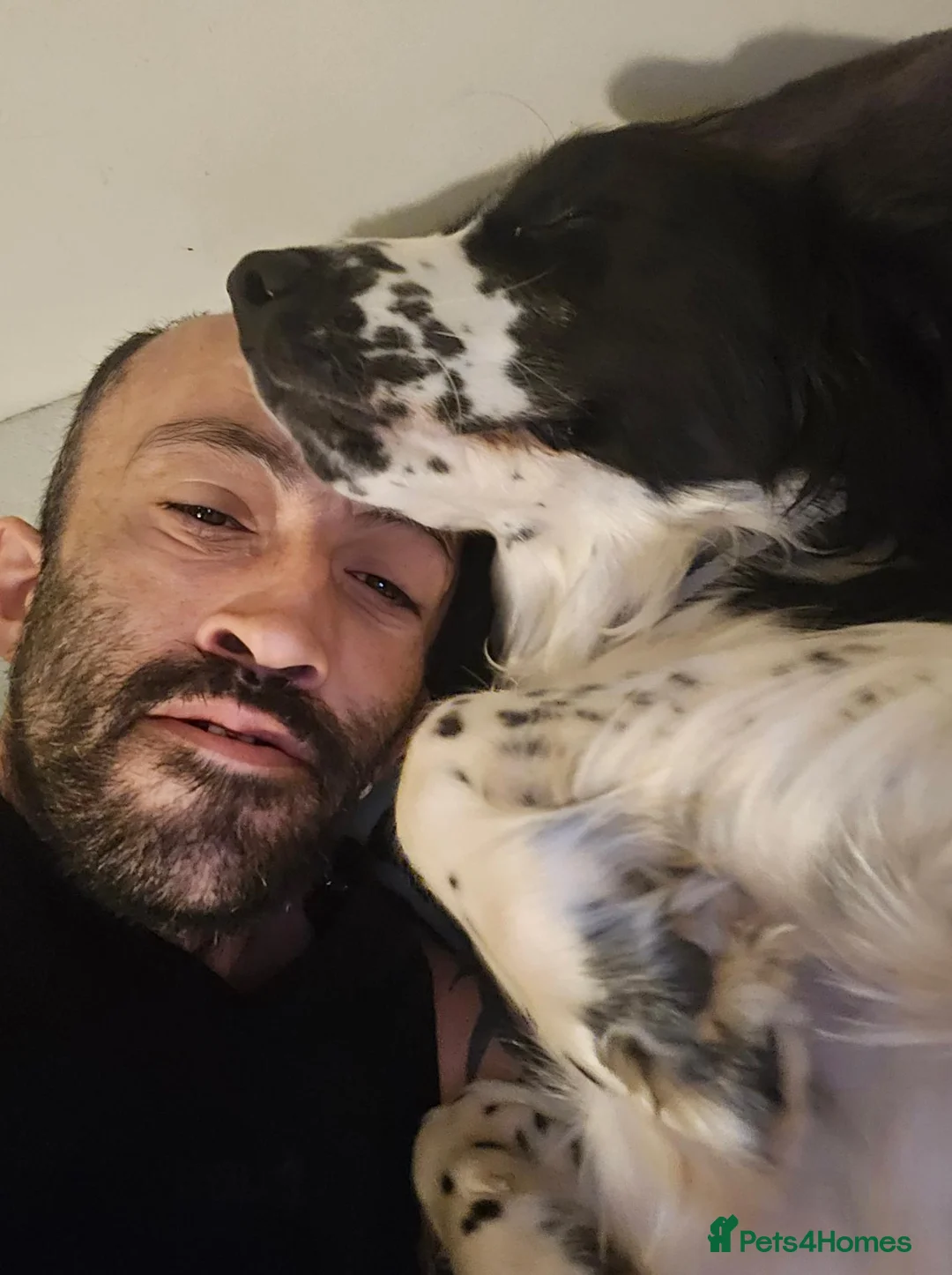 English Springer Spaniel dogs for sale: 19 months old Springer Spaniel in Durham - Advert 7