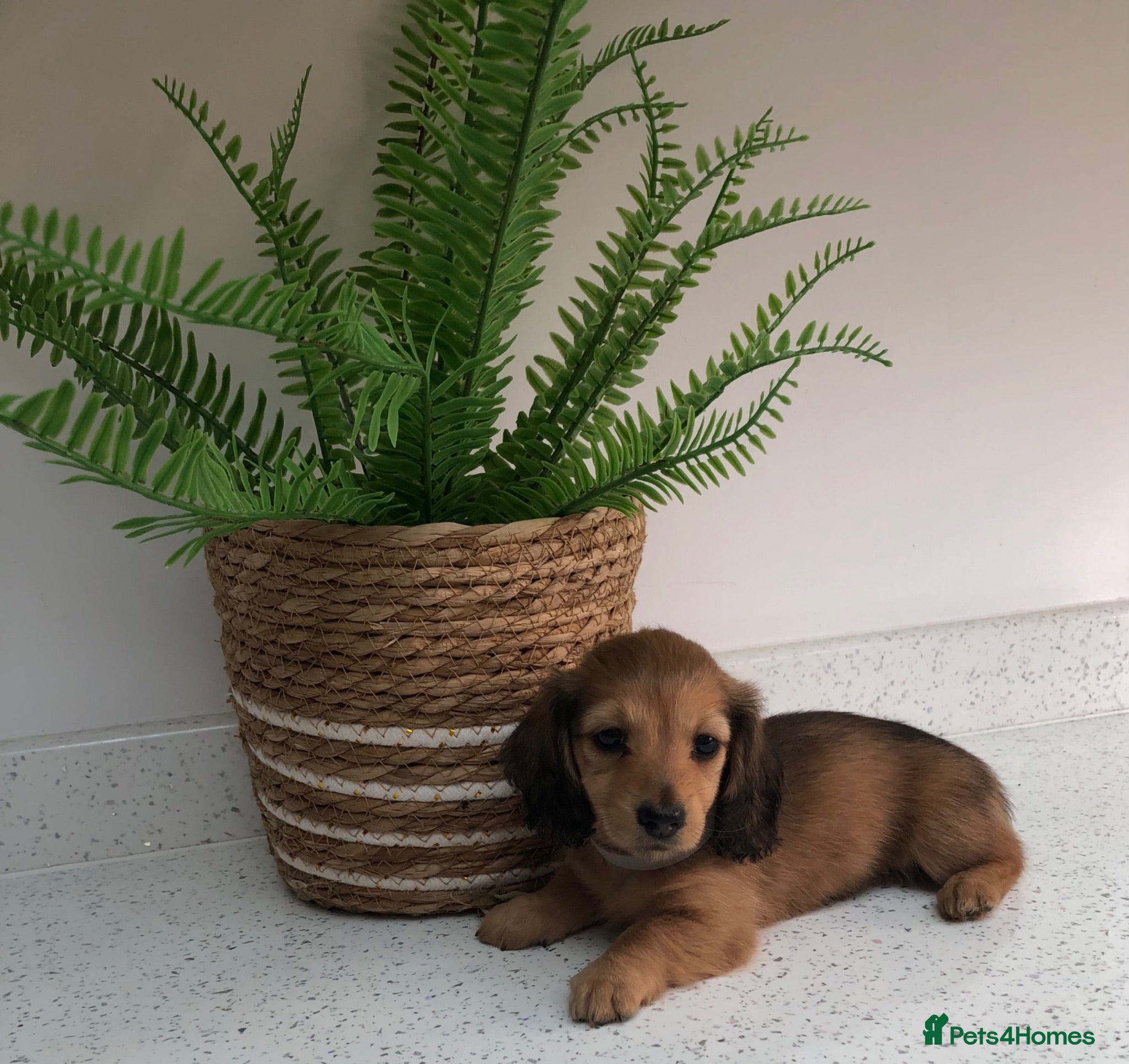 Miniature Dachshund dogs K.C.Reg Miniature Dachshunds  - Advert 8