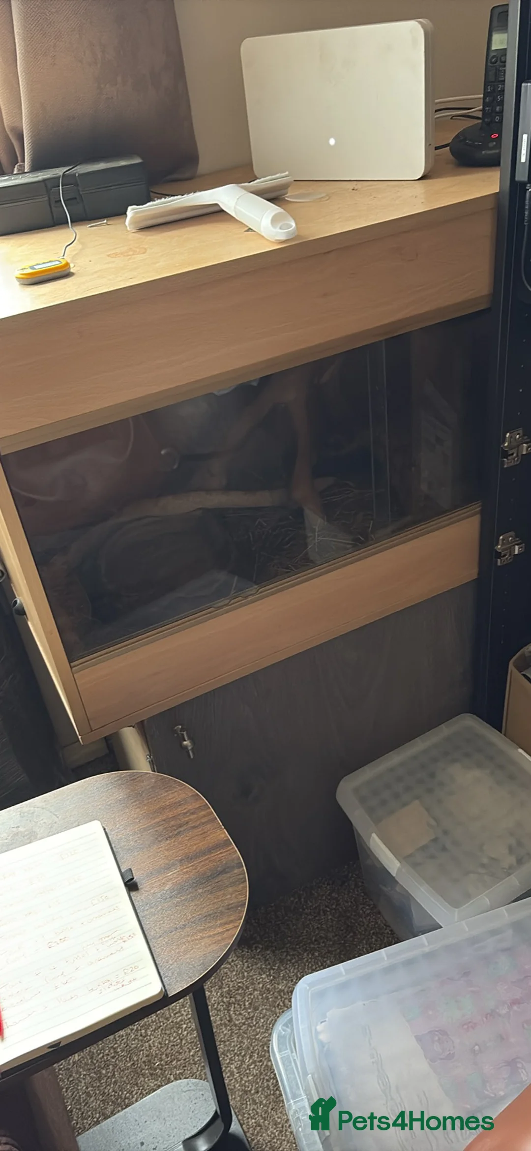 Corn Snake reptiles for sale: Corn snake for sale with enclosure - Advert 4