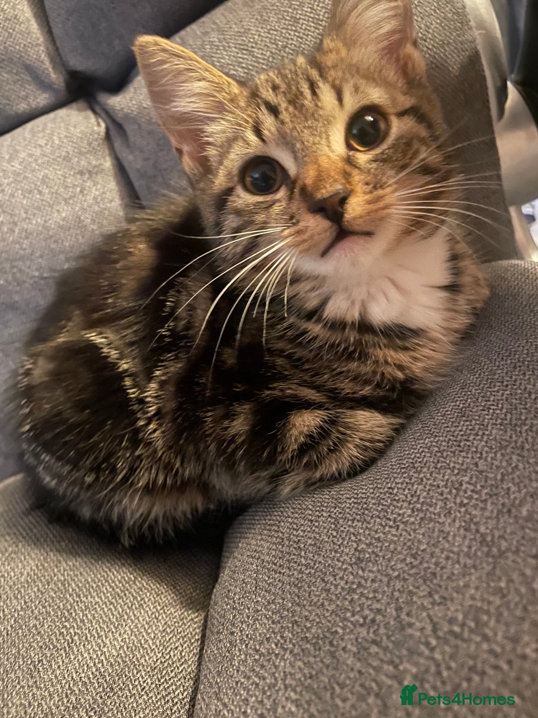 Domestic Shorthair cats for sale: 5 beautiful kittens  - Image 15