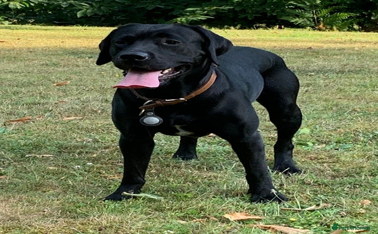 Labrador Retriever dogs - Advert 14