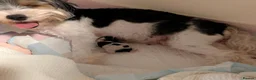 Biewer Terrier dogs for sale: Rare Larger Biewer Terrier Puppies - Advert 5