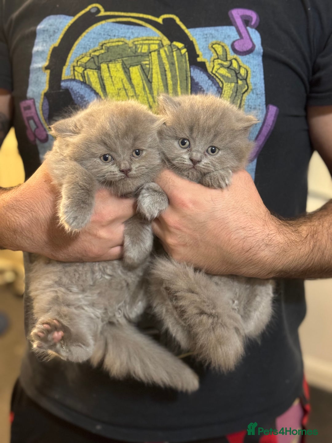 British Shorthair cats for sale: British shorthair blue and lilac  - Image 7