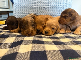 Cockapoo dogs - Advert 36