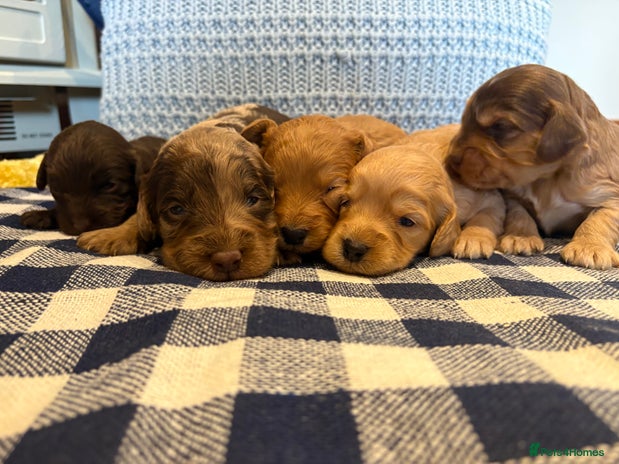 Cockapoo dogs - Advert 1