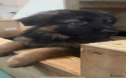 German Shepherd dogs for sale: German Shepherd Puppies Ready from 15th November - Image 10