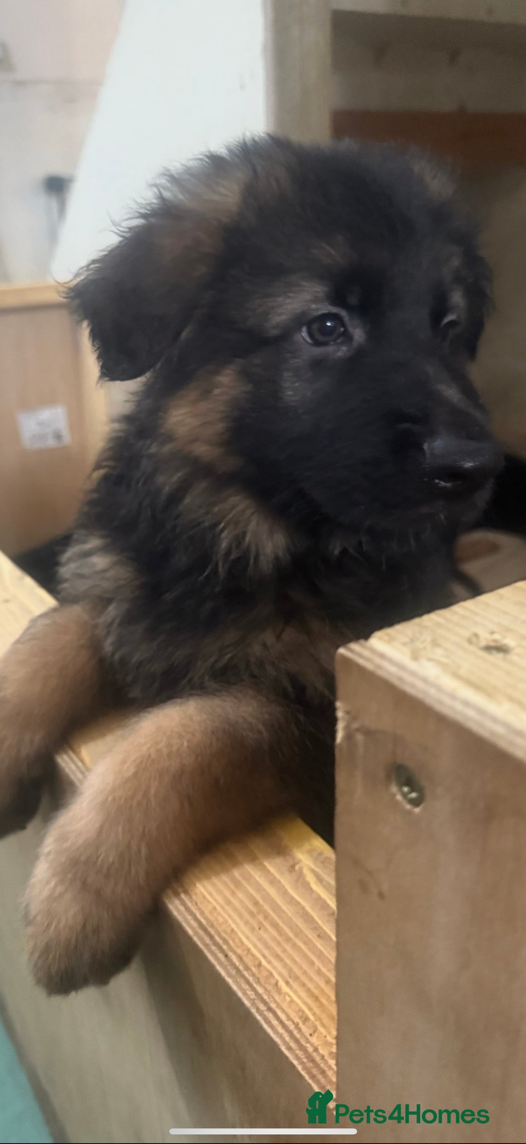 German Shepherd dogs for sale: German Shepherd Puppies Ready from 15th November - Image 10