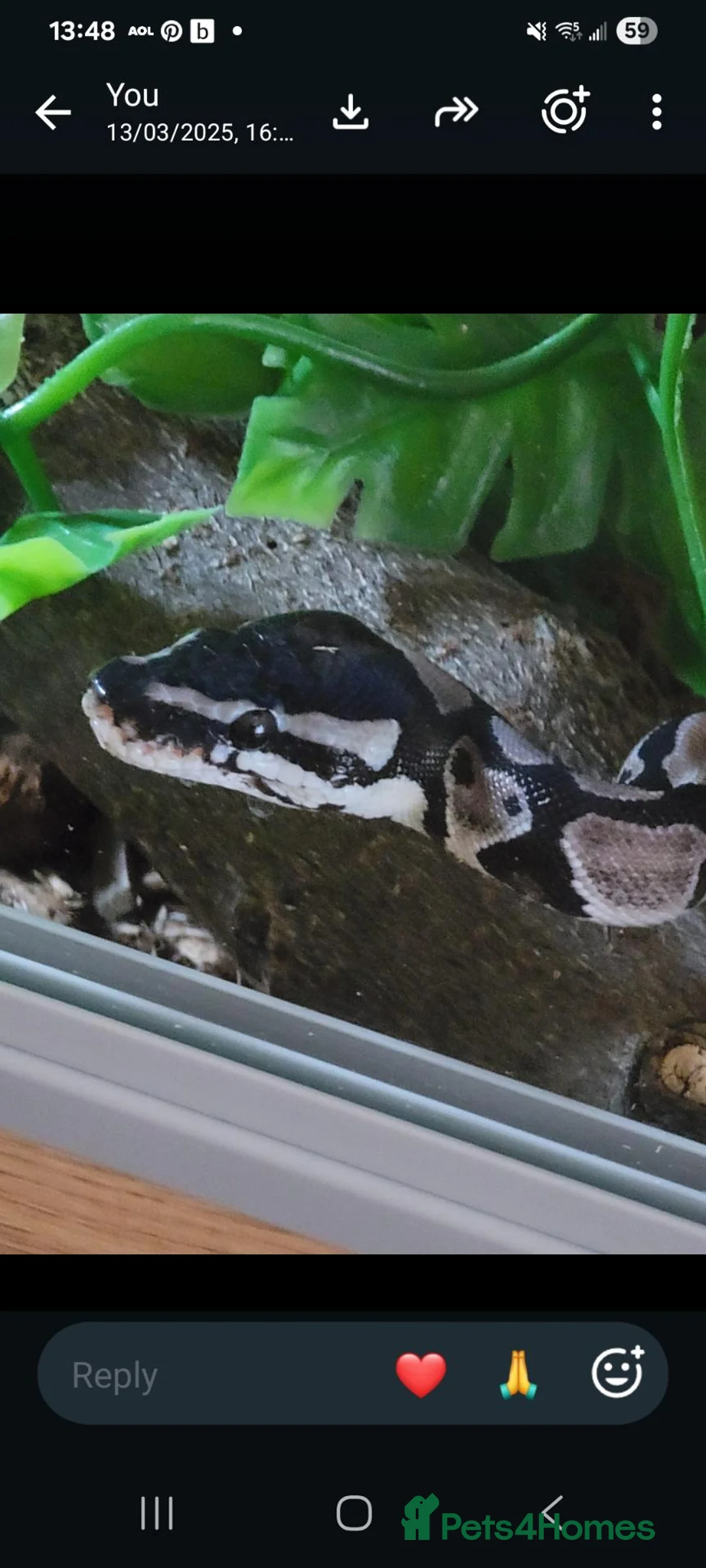 Python Snake reptiles for sale: Vpi axanthic het albino  in Ipswich - Advert 2