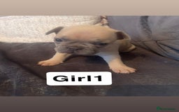 French Bulldog dogs for sale: 7 week old French bulldog puppies  - Image 6