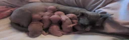 Sphynx cats for sale: Sphinx kittens  - Advert 4