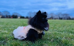 Pomeranian dogs for sale: Female Pomeranian - Image 1