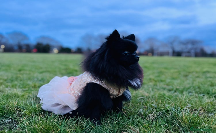 Pomeranian dogs - Advert 15