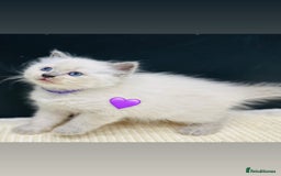 Ragdoll cats for sale: Ragdoll kittens for sale - Image 22