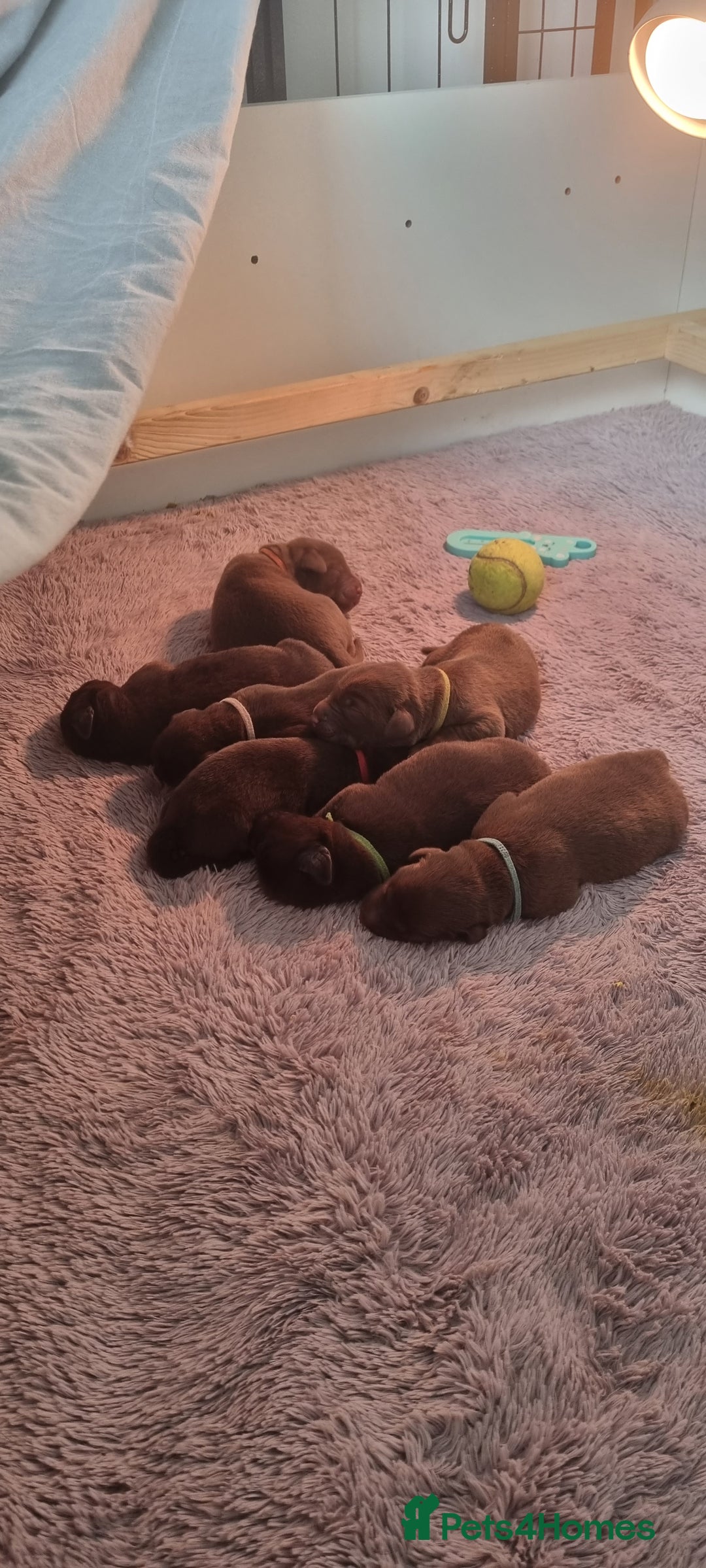 Labrador Retriever dogs for sale: Bundle of Chocolate Joy- Labrador Retrive Puppies - Image 20