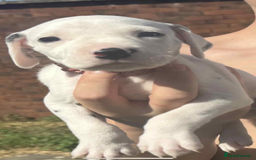 Dalmatian dogs for sale: Dalmatian puppies  - Image 9