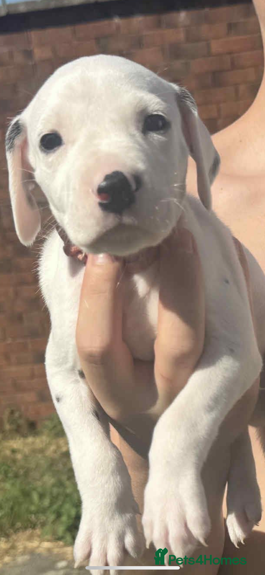 Dalmatian dogs for sale: Dalmatian puppies  - Image 9