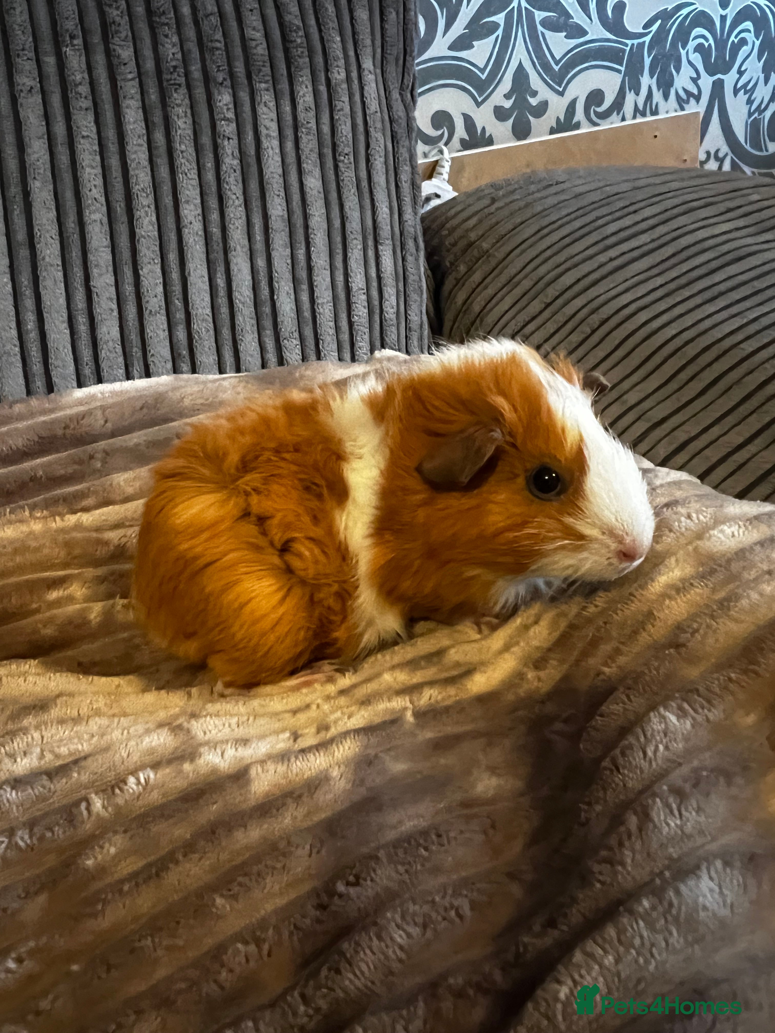Guinea Pig rodents Beautiful female guinea pig - Advert 16