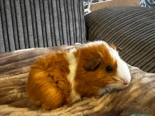 Guinea Pig rodents Beautiful female guinea pig - Advert 16