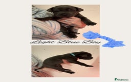 Cane Corso dogs for sale: 💎STUNNING Cane corso puppies 💎 - Image 4
