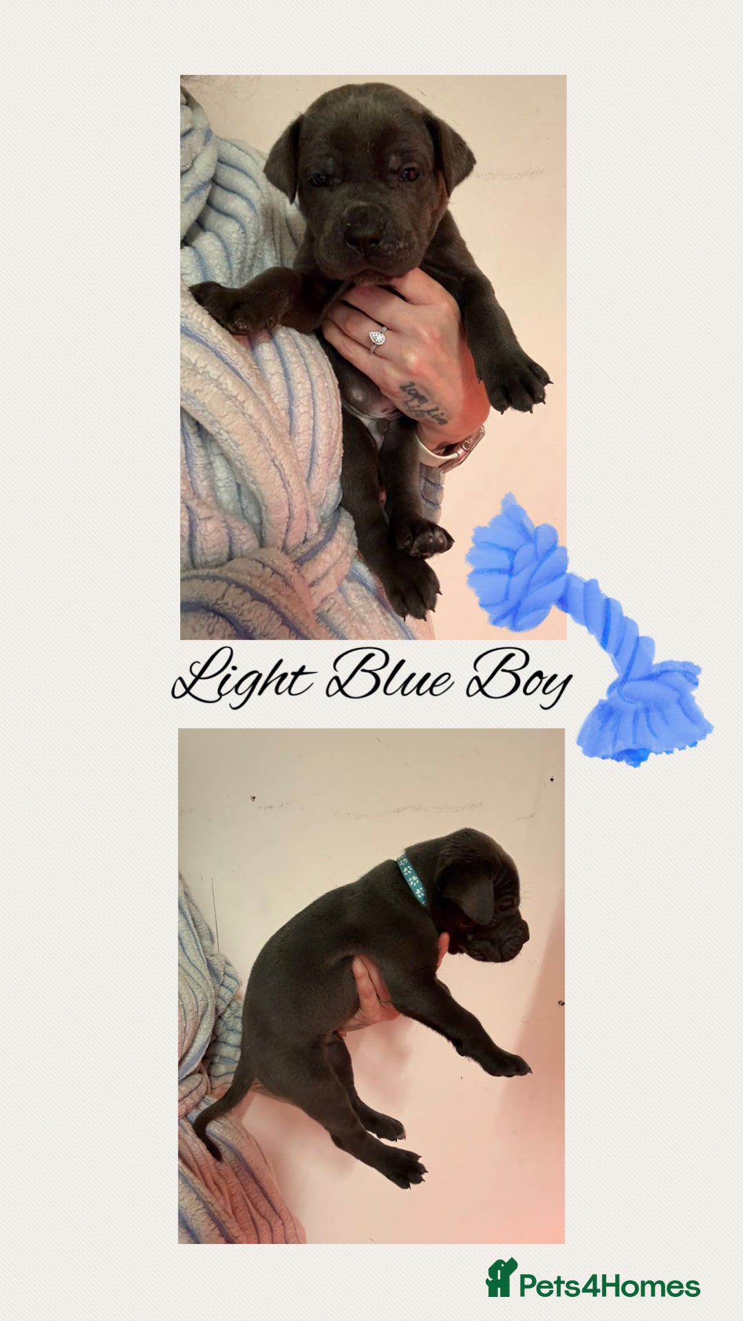 Cane Corso dogs for sale: 💎STUNNING Cane corso puppies 💎 - Image 4