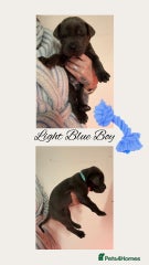 Cane Corso Puppy 2